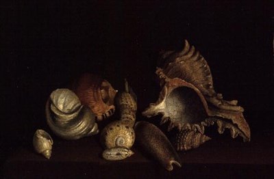 Stilleven van schelpen op een richel door Louis Hubner