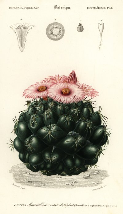 Bijenkorf cactus, Coryphantha elephantidens door Louis Joseph Edouard Maubert