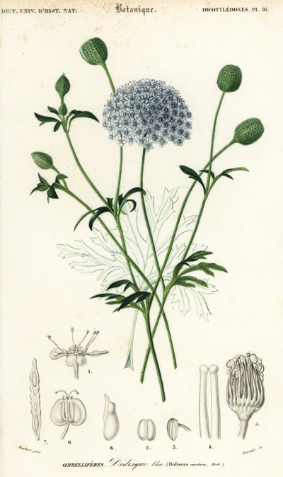 Blauwe kantbloem, Trachymene coerulea door Louis Joseph Edouard Maubert