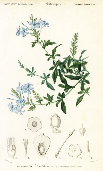 Kaapse loodkruid, Plumbago auriculata, 1849 (gravure) door Louis Joseph Edouard Maubert