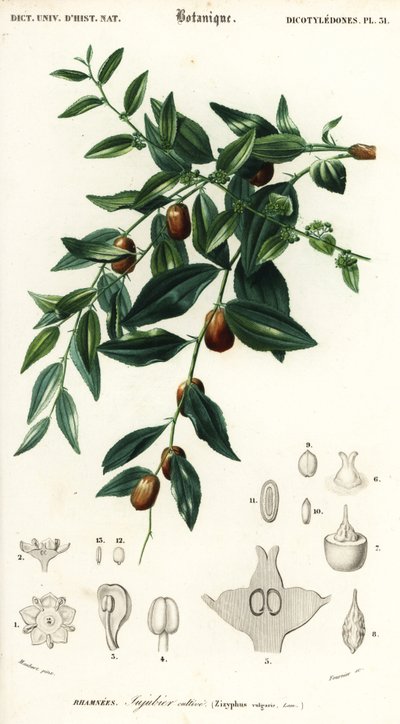 Chinese dadel of jujube, Ziziphus jujuba door Louis Joseph Edouard Maubert