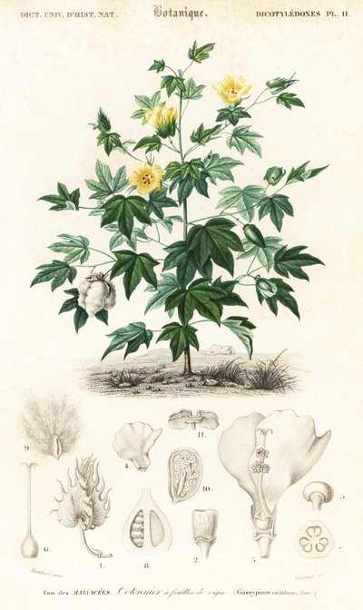Katoenplant, Gossypium barbadense (gravure) door Louis Joseph Edouard Maubert