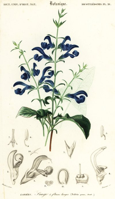 Gentiaan salie of spreidende salie, Salvia patens, 1849 (gravure) door Louis Joseph Edouard Maubert