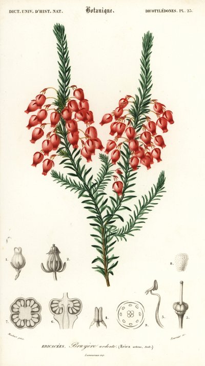 Gloeiende heide, Erica ardens door Louis Joseph Edouard Maubert