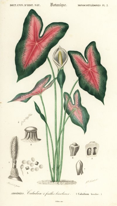 Hart van Jezus, Caladium bicolor door Louis Joseph Edouard Maubert