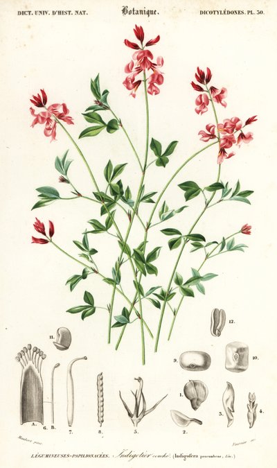 Indigoplant, Indigofera procumbens door Louis Joseph Edouard Maubert
