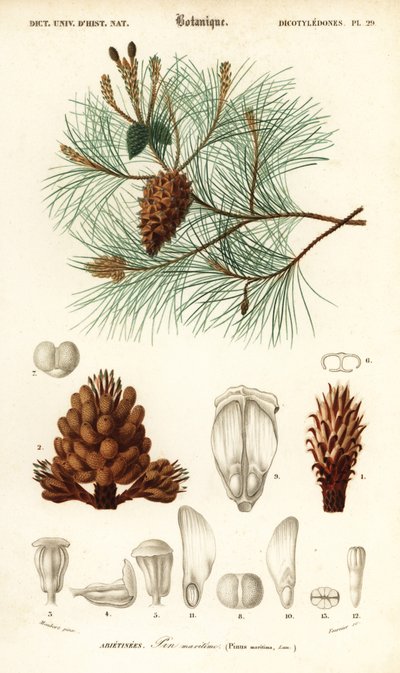 Maritieme den of cluster den, Pinus pinaster (gravure) door Louis Joseph Edouard Maubert