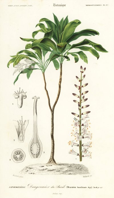 Cordyline fruticosa door Louis Joseph Edouard Maubert