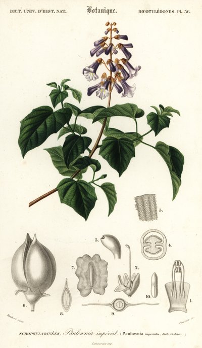 Prinsessenboom, keizerinnenboom of vingerhoedskruidboom, Paulownia tomentos, 1849 (gravure) door Louis Joseph Edouard Maubert