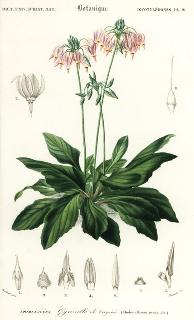 Schietster of oosterse schietster, Dodecatheon meadia door Louis Joseph Edouard Maubert