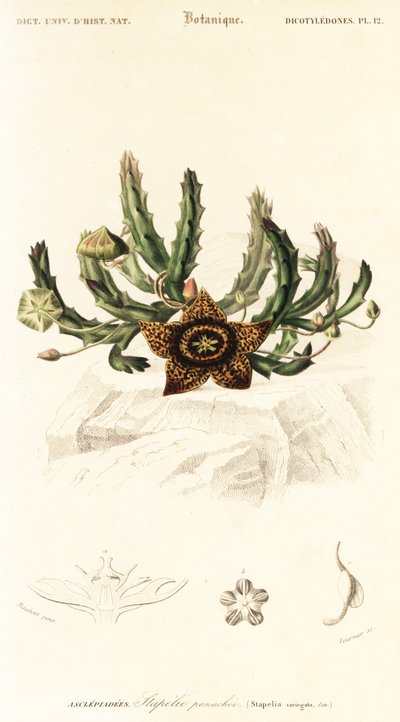 Sterbloem, Orbea variegata, 1849 (gravure) door Louis Joseph Edouard Maubert