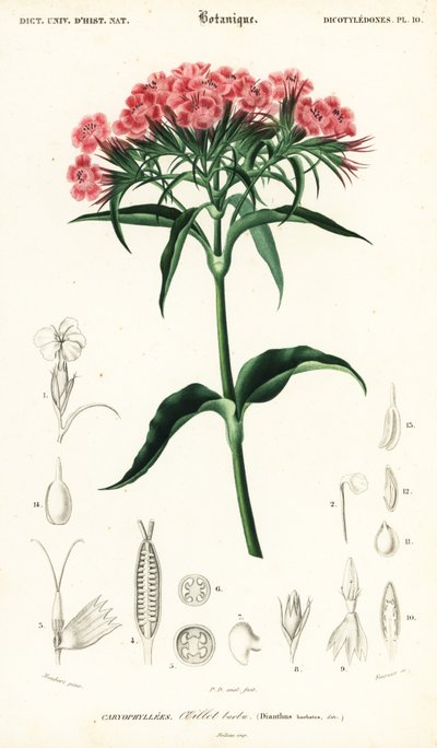 Duizendschoon, Dianthus barbatus door Louis Joseph Edouard Maubert