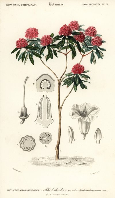 Boomrododendron, Rhododendron arboreum door Louis Joseph Edouard Maubert