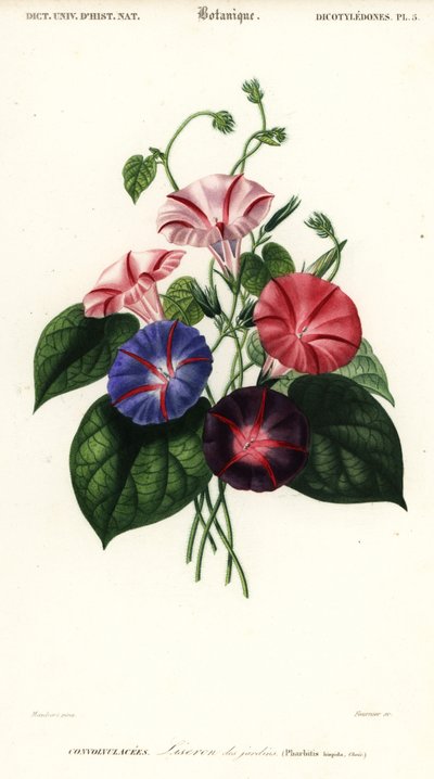 Variëteiten van ochtendglorie, Pharbitis hispida door Louis Joseph Edouard Maubert