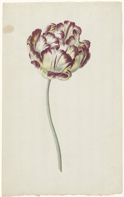 Tulp door Louis Moritz