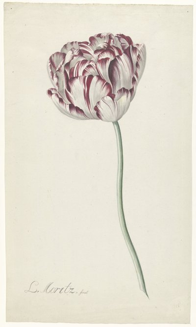 Tulp door Louis Moritz