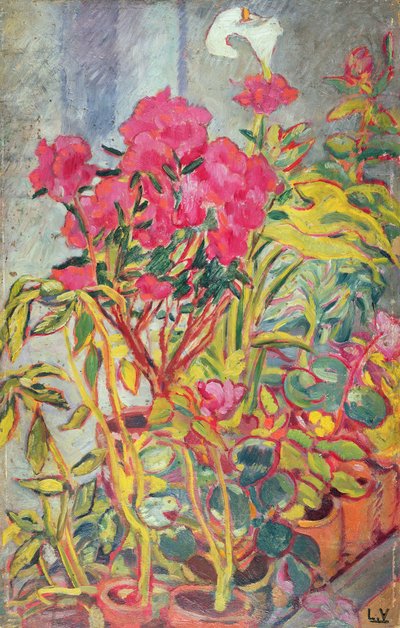 Azalea