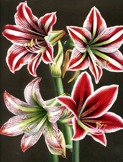 AMARYLLIS HIPPEASTRA door Louis Van Houtte
