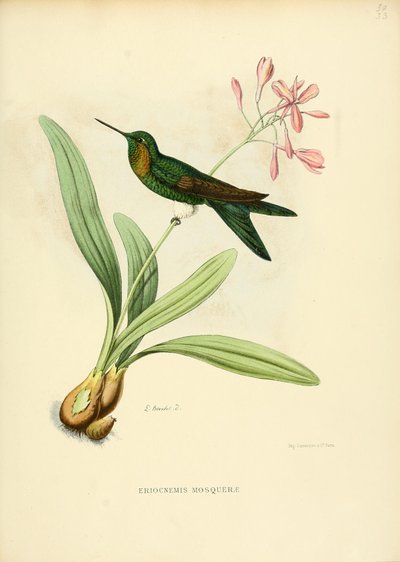 Eriocnemis mosquerae door Louis Victor Bevalet