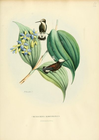 Microchera albocoronata door Louis Victor Bevalet
