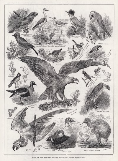 Vogels in de Natuurhistorische Collectie, South Kensington door Louis Wain