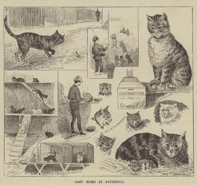 Kattenhuis in Battersea door Louis Wain
