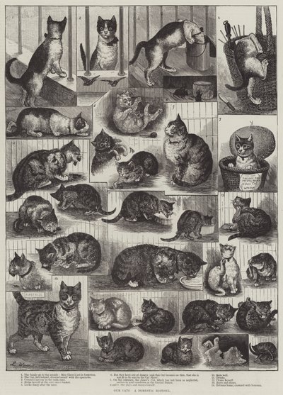 Onze Katten, een Huiselijke Geschiedenis door Louis Wain