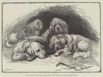 Koninklijke honden in de Agricultural Hall, de basset-hounds van de prins van Wales door Louis Wain