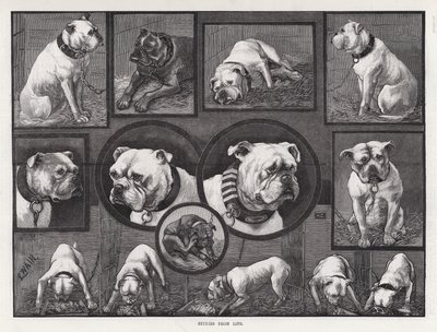 Studies uit het leven (gravure) door Louis Wain