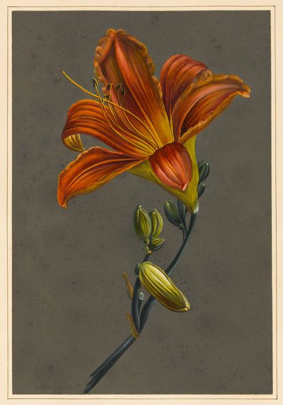 Hemorocallus (Daglelie) door Louise DOrleans