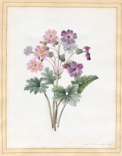 Hybride auricula door Louise DOrleans