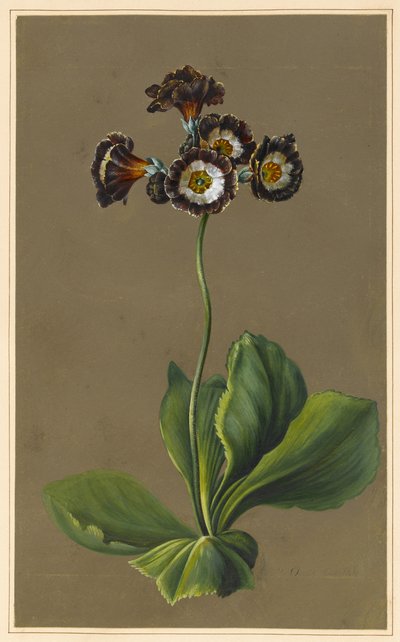 Hybride auricula, 1830 door Louise DOrleans
