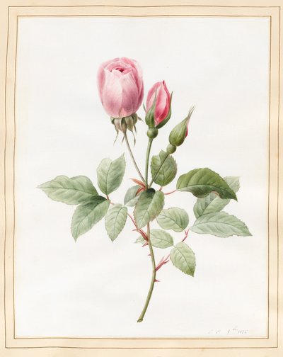Roze roos en knoppen, 1826 door Louise DOrleans