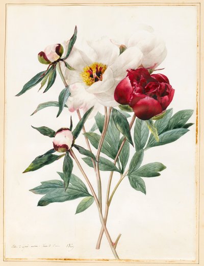 Rode en witte kruidachtige pioenen, 1829 door Louise DOrleans