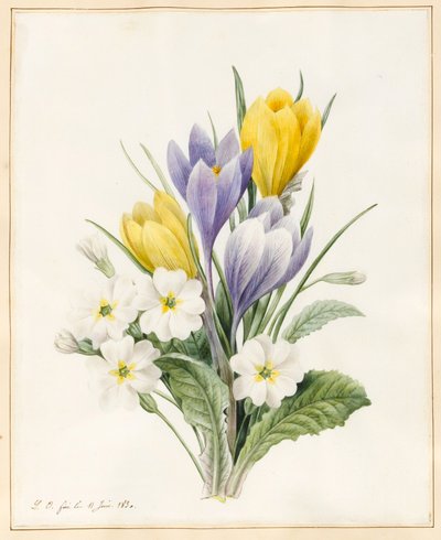 Witte primula
