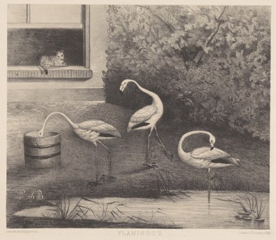Drie flamingo