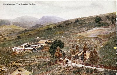 Up-Country theeplantage, Ceylon, ca. 1900-20 (handgekleurde foto) door Ltd. Ceylon Plâté