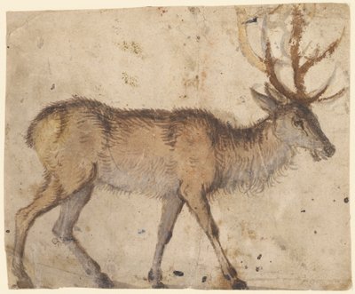 Studie van een Hert (recto), ca. 1520-30 door Lucas the Elder Cranach