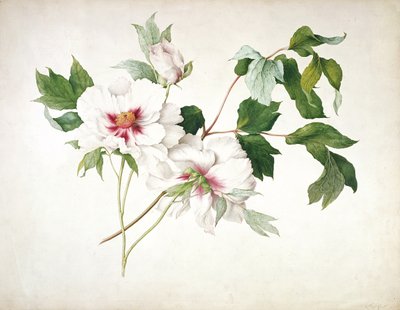Japanse boompioen (Paeonia suffructicosa), 1815 door Lucy Cust