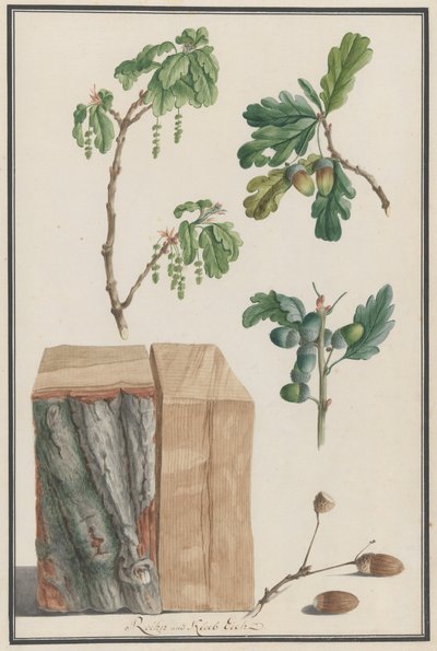 Studies van de bloemen, vruchten en stam van een Engelse eik door Ludwig Pfleger