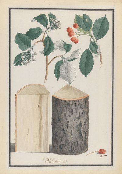 Studies van de bladeren, bloemen, vruchten en stam van een meelbes Sorbus subgenus Aria, 1788 door Ludwig Pfleger