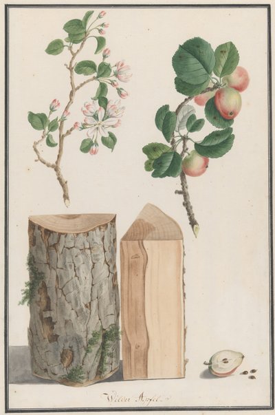Studies van de stam, bloemen en fruit van een wilde appelboom Malus sylvestris, 1788 door Ludwig Pfleger