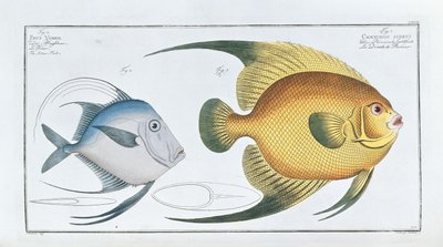 Chaetodon Aureus door Ludwig Schmidt