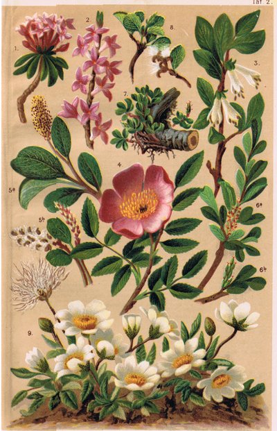 Alpenplanten, illustratie uit 