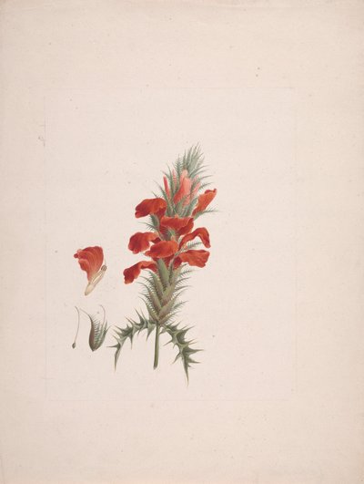 Acanthus Sennii Chiov.: afgewerkte tekening met toegevoegde details door Luigi Balugani