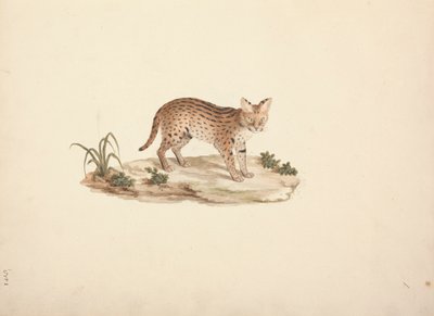 Afrikaanse wilde kat of serval door Luigi Balugani