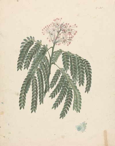 Albizia gummifera (J.F.Gmel.) C.A. Sm. (Gummy Albizia Tree): afgewerkte tekening met kleine variaties in bloeiwijze door Luigi Balugani