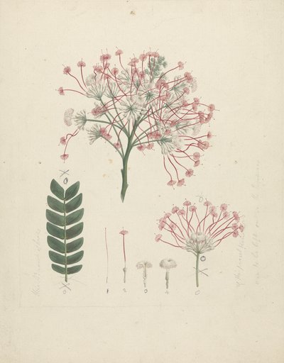 Albizia gummifera (J.F. Gmel.) C.A. Sm. (Gom Albizia Boom): afgewerkte tekening van bloeiende kop van scheut, met details van bloeiwijze, bloempjes en blad door Luigi Balugani