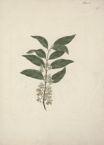 Catha edulis Forssk. (Khath): afgewerkte tekening door Luigi Balugani