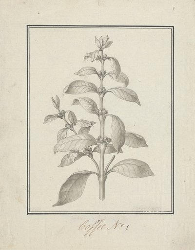 Coffea arabica L. (Arabica Koffie): afgewerkte tekening van bladrijke scheut en bessen door Luigi Balugani